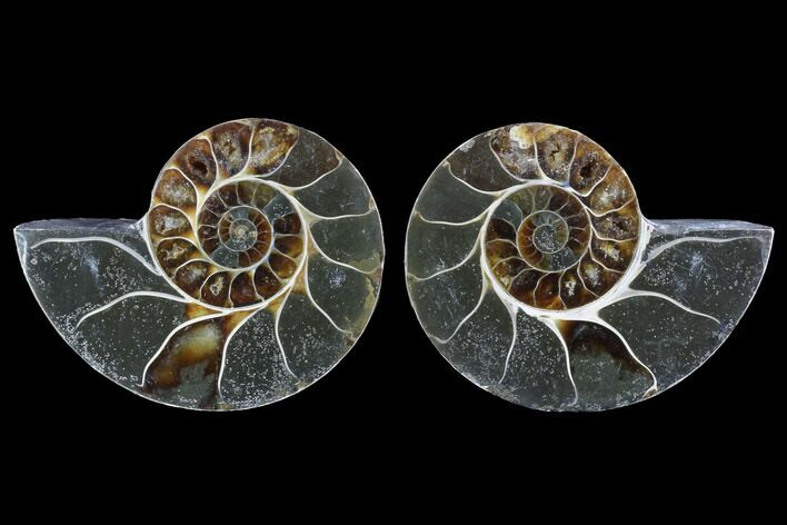 Cut & Polished Ammonite (Anapuzosia?) Pair - Madagascar #88019